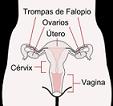 Endometrio.JPG