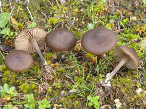 Archivo:Entoloma.jpg