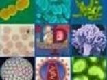 Microbiologái.JPG