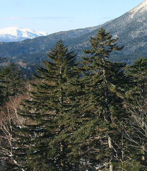 Archivo:Picea jezoensis.jpg