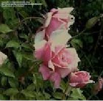 Rosa La Follette2.JPG