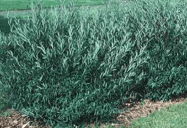 Salix-purpurea.png