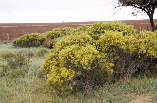 Archivo:Acacia aestivalis 2.jpg