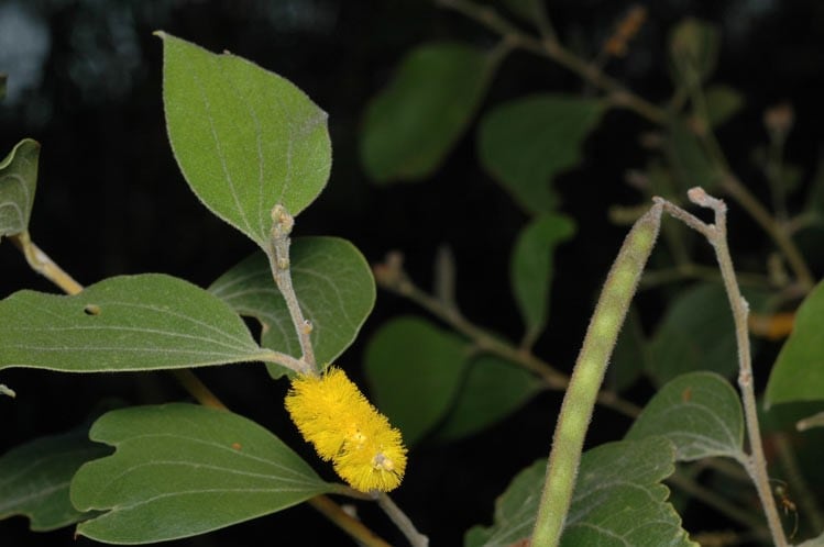 Archivo:Acacia humifusa 4.jpg