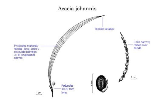 Archivo:Acacia johannis.jpg