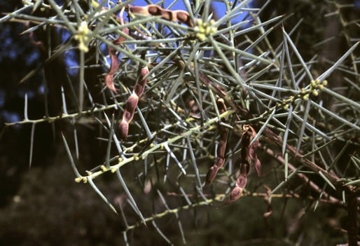 Archivo:Acacia latipes 4.jpg
