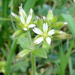 Cerastium glomeratum2.jpg