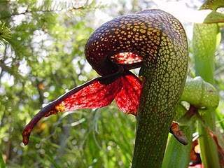 Archivo:Darlingtonia californica ne8.jpg