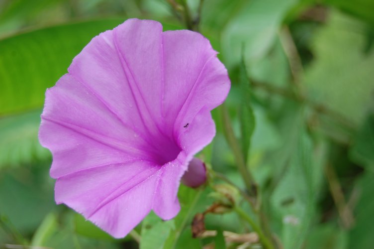 Archivo:Ipomoea setifera 1.jpg