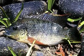 Oreochromis urolepis hornorum.jpg