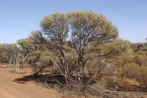 Archivo:Acacia latior 2.jpg