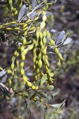 Archivo:Acacia leptopetala 3.jpg