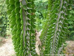 Archivo:Alluaudia ascendens.jpg