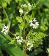 Anthriscus sylvestris1.jpg.jpg