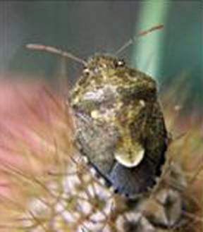 Chinche del arroz.jpg