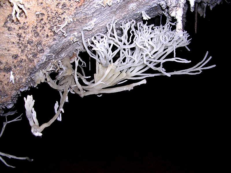 Archivo:Corales El Panal S. Guasasa Raudel.jpg