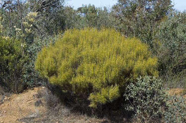 Archivo:Acacia fragilis 1.jpg