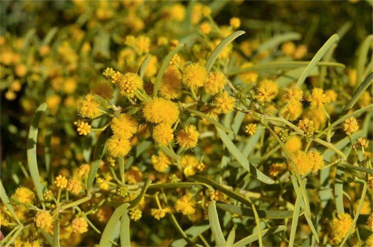 Archivo:Acacia ligulata 3.jpg