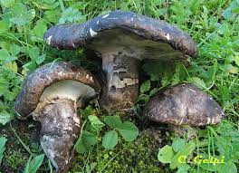 Boletopsis leucomelaena.jpg