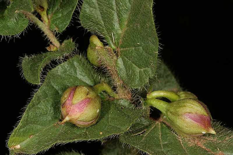 Archivo:Ipomoea transvaalensis 2.jpg