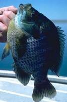 Mojarra agallas azules 3.jpg