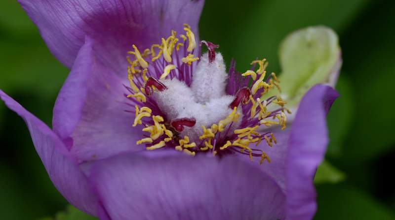 Archivo:Paeonia mascula.jpg
