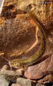 Silvinichthys leoncitensis.jpg