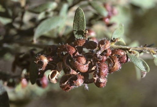 Archivo:Acacia flavipila.jpg
