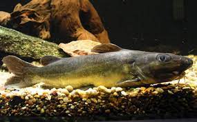 Archivo:Bathybagrus grandis.jpg