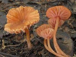 Laccaria altaica1.jpg