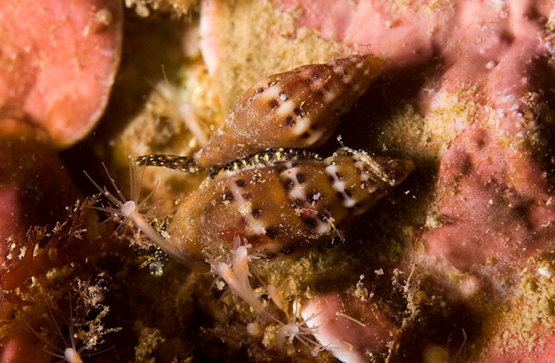 Archivo:Pusia tricolor.jpg