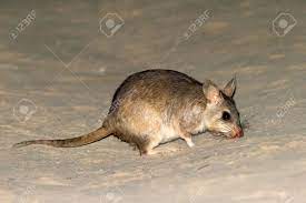 Ratagigmalgache.jpg