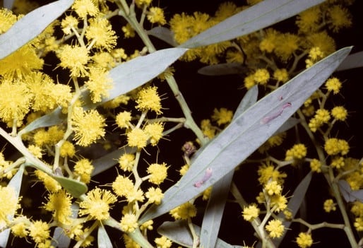 Archivo:Acacia kettlewelliae 3.jpg