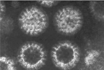 Archivo:Fig 38.2.png