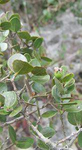 Psidium scopulorum.jpg