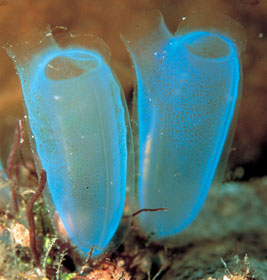 Archivo:Urocordados.jpg