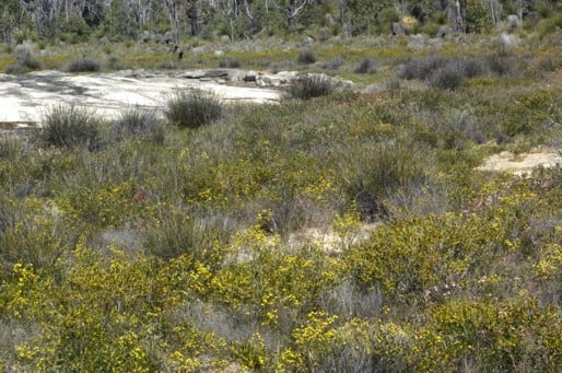 Archivo:Acacia gemina.jpg