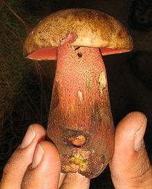 Boletus pulcherrimus d.jpg