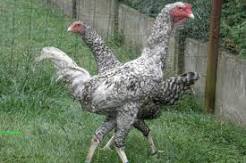 Combatiente de Tirlemont.jpg