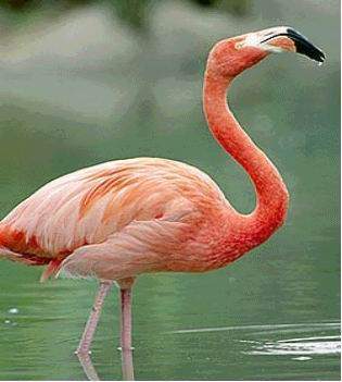 Archivo:Flamingo.jpg