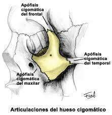 Hueso Cigomático.jpg