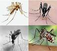 Ochlerotatus1.jpeg
