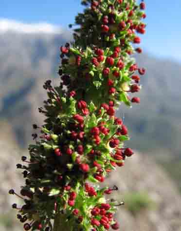 Pimpinela cimarrona - EcuRed