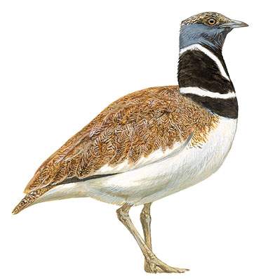 Archivo:Sisón Común.jpg