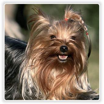 Archivo:Yorkshire Terrier.jpg