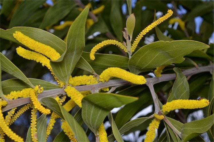 Archivo:Acacia grandifolia 2.jpg