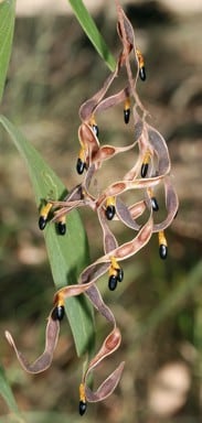 Archivo:Acacia leptocarpa 6.jpg