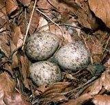 Archivo:Becada huv.jpg