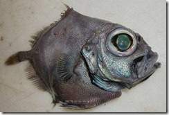 Blackoreodory thumb.jpg