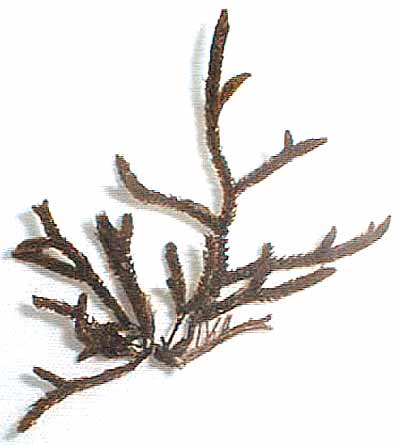 Archivo:Cladostephus spongiosus.jpg